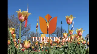 Tulip Tracker Windmill Park May 2, 2024