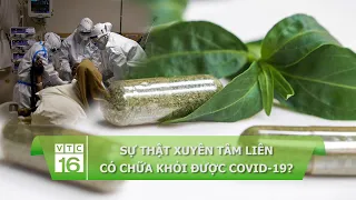 Sự thật xuyên tâm liên có chữa khỏi được Covid-19? | VTC16