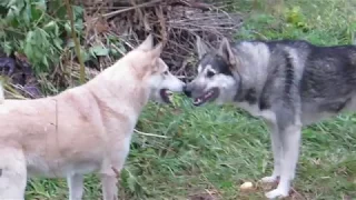 Соболь хитрый/Тайна воровка/