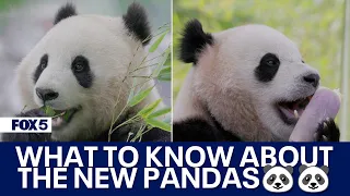 Here's what we know about DC’s new giant pandas: Bao Li and Qing Bao