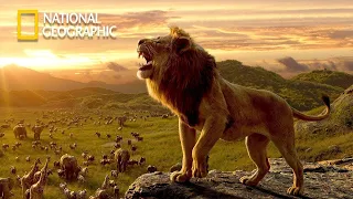 Who Will Come out on Top - Lion Pride Documentary | National Geographic Documentary 2023