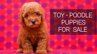 Toy Poodle Puppies For sale | More Details On My Description.#toypoodle#poodle#starzkennel#puppy#dog