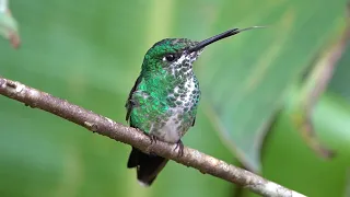 Wild Hummingbirds in Costa Rica - 10 Hours - Mar 13, 2023