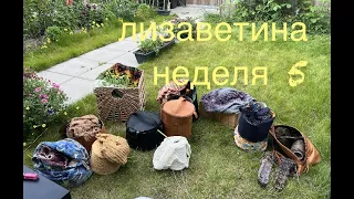 лизаветина неделя 5