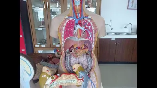 Praktikum  Dasar Anatomi -  Sistem Syaraf, Sistem Organ Khusus, Sistem Reproduksi, Sistem Urinaria