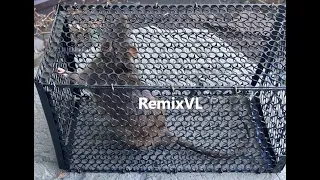 магазин RemixVL: Видео обзор № 1 клетка мышеловка крысоловка защита от грызунов и птиц