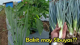 How to grow/Paano Magtanim ng Sibuyas dahon? Why I grow Bunching Onions alongside to my main crop?