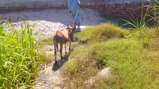 donkey with donkey Funny Video Amazing Man Living With Donkey 2022 4k video HD