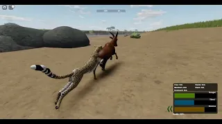 cheetah hunting topi [ wild savanna ]
