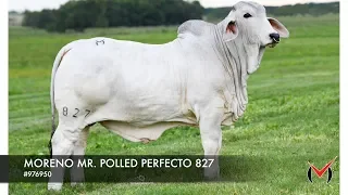 MORENO MR. POLLED PERFECTO 827