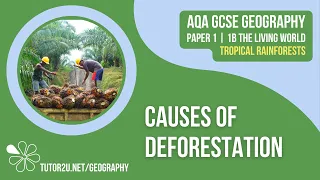 Causes of Deforestation | AQA GCSE Geography | Tropical Rainforests 4