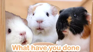 Guinea Pigs Meet Baby for the First Time