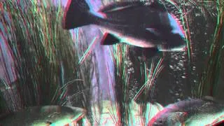 3D Video: The Big Aquarium