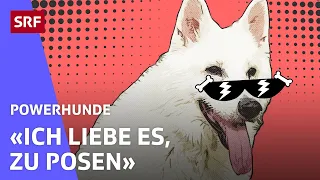 Rasta: Instagram-Star mit Leib und Seele | Powerhunde | SRF Kids – Kindervideos