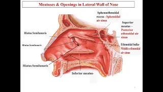 Lateral wall of nose |  conchae and meatus | structures opening |