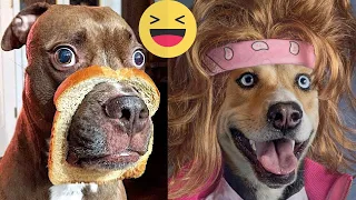 Funny Animals 2023 😂 Funny Cats and Dogs 🐶 Part 31- ZooCapri
