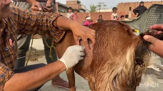 Cesarean section in goat l Difficulty in birth l Dystocia in goat l कठिन प्रसव l Dr Umar Khan