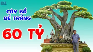 Cây cảnh được treo bảng 'đệ nhất trời nam", hô 60 tỷ  II ĐỘC LẠ BÌNH DƯƠNG