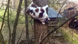 Fatass cat trying to climb down tree