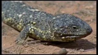 The Shingleback - Part One