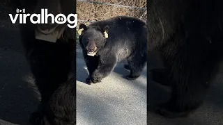 New Bears Cross Woodsy Road In Connecticut || ViralHog