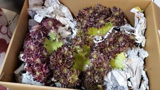 SEN ĐÁ ĐỘT BIẾN BÁN GIÁ RẺ(408)834 5979 #succulentforsale #aeonium #koreansucculent 05/03/24