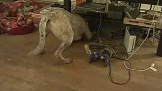 Dog can't retreive treat container from under table.