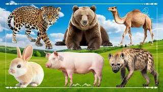 Cute Little Farm Animal Sounds: Leopard, Bear, Camel, Rabbit, Pig & Hyena - Animal Moments