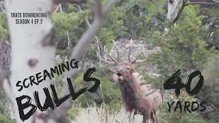 Big Bull elk at 40 yards archery hunt