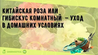 Китайская роза или гибискус комнатный  — уход в домашних условиях