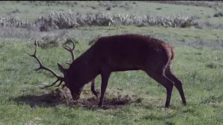 Rutting Season   as  a stag marks his Territory - Killarney National Park