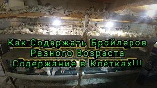 Как Содержать Бройлеров Разного Возраста Содержание в Клетках