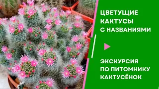 Цветущие кактусы с  названиями видов. Экскурсия по питомнику Кактусёнок