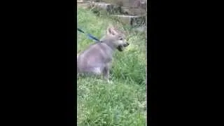 Baby Wolf Nikai Howls at the Wolf Conservation Center - South Salem, NY