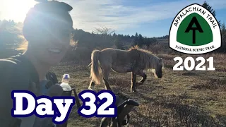 Day 32 | Entering the Grayson Highlands & Mile 500! | Appalachian Trail 2021