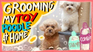 How to Groom a Toy Poodle at Home| Chris Christensen Day to Day Products- EP 3| The Poodle Mom
