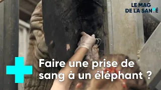 Zoo de Beauval : une clinique vétérinaire hors norme 2/5 - Le Magazine de la Santé