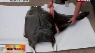 BT: 50 kilo ng kinatay na manta ray, nasabat