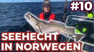 Leng und Seehecht in Norwegen  - ANGELVLOG #10