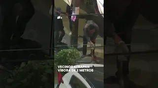 Vecinos atrapan víbora de 2 metros en calles de la CDMX #nmas #shorts #cdmx