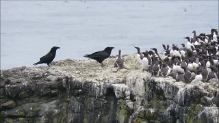 Two Ravens use flying kicks to steal egg from Common Guillemot