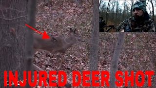 Deer Hunting A Wounded Deer!