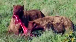 Wildebeest Eaten Alive At Maasai Mara...!