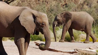Namib Survivors: The Journey of the Desert Elephants (in english)