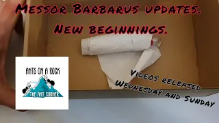 Messor Barbarus updates. New beginnings.