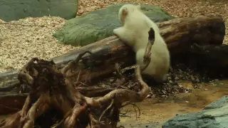 HD - Baby Eisbär - Eisbärbaby - Anori - Schwester von Knut - polar bear baby - oso polar baby