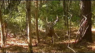 SC Deer Dog Drives 2021! Big Buck Close! 10-23...