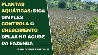 PLANTAS AQUÁTICAS: DICA SIMPLES CONTROLA O CRESCIMENTO DELAS NO AÇUDE DA FAZENDA