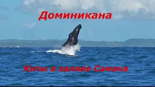 Dominicana. Whales. Киты в Доминикане.