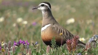 Хрустан. Dotterel. Eudromias morinellus